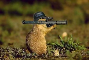 Marmotte agent libre!
